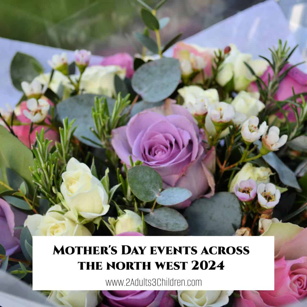 featured image of pink and purple roses with cream roses