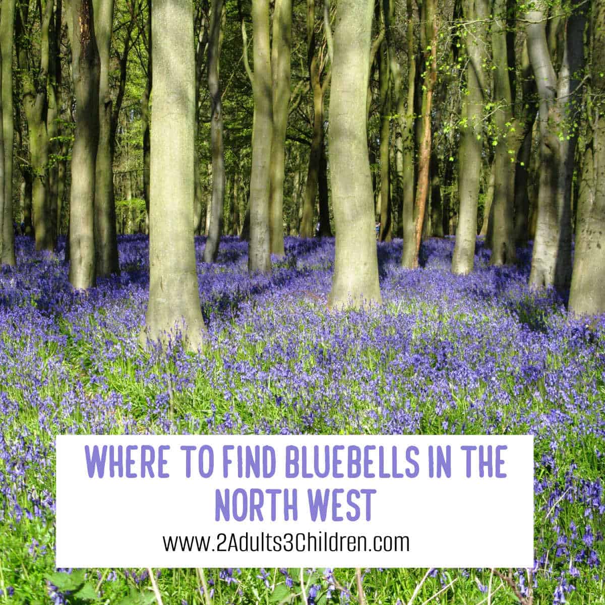 title page for where to find bluebells in the North West, showing a woods full of bluebells on the ground and the sun shining through the trees